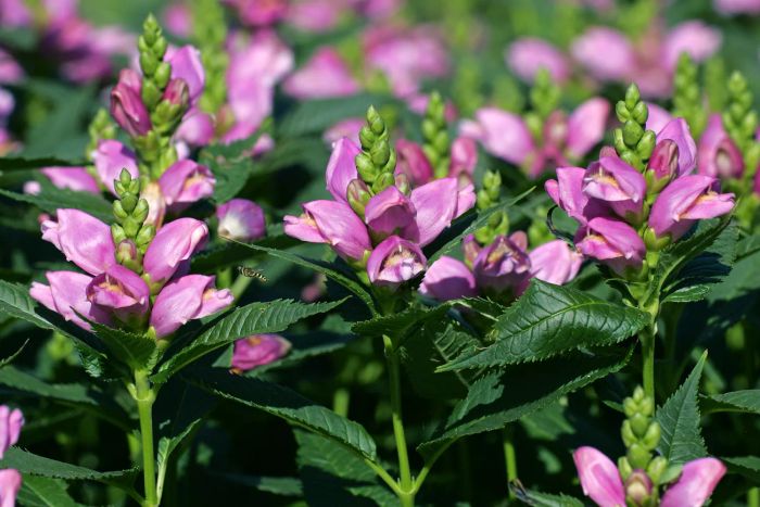 flowering rose turtlehead (Chelone obliqua)