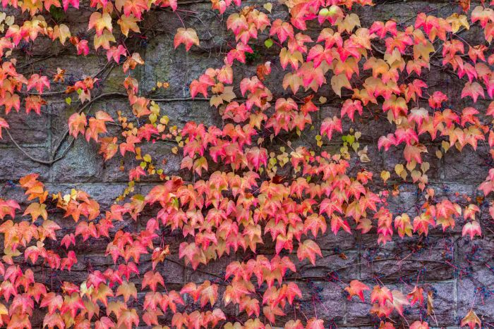 Red leaves