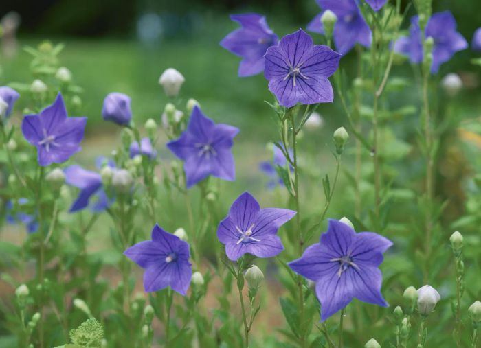 Balloon Flowers (Platycodon grandiflorus)