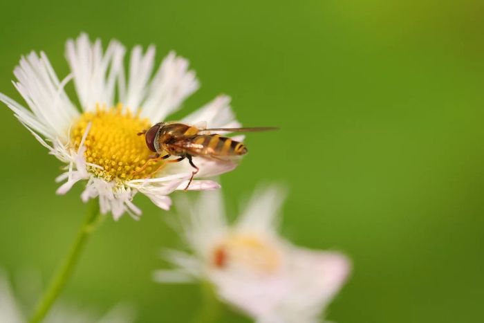 Hoverfly on Boltonia Asteroides