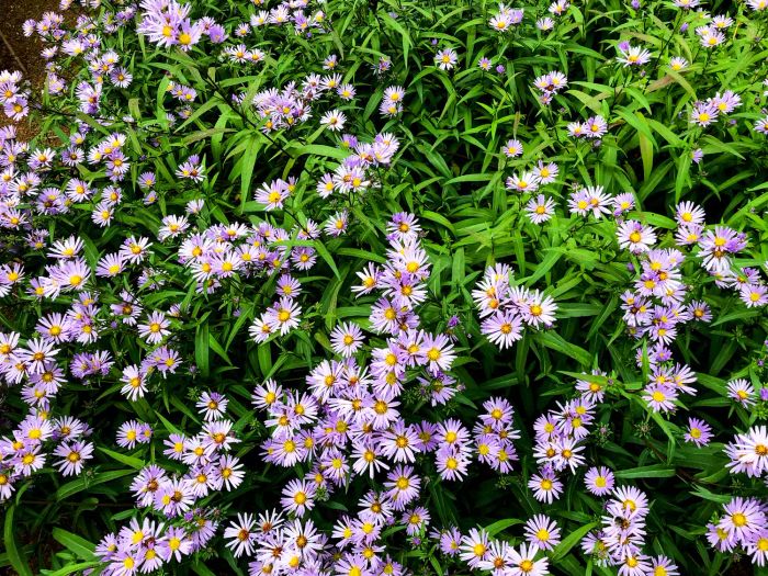 New England Asters