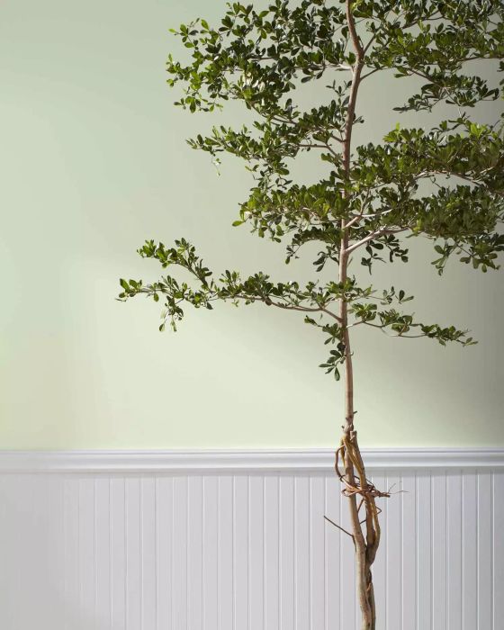 Budding Green paint with a tree backdrop evokes the refreshing spirit of spring, bringing a natural vibrancy to your space.