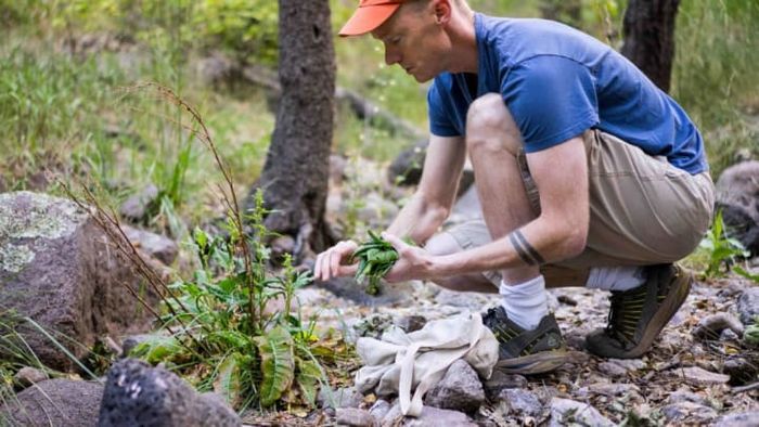 Rob Connoley gathers wild plants as part of his culinary exploration.
