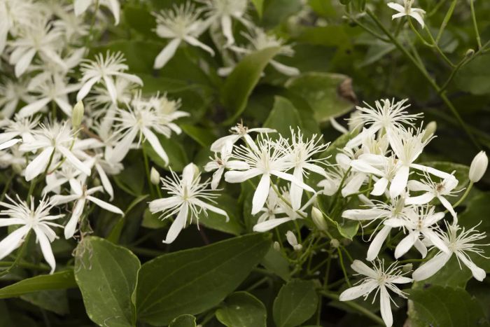 Autumn Clematis, Clematis terniflora