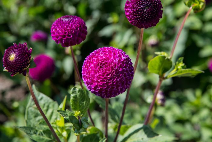 pompom dahlias