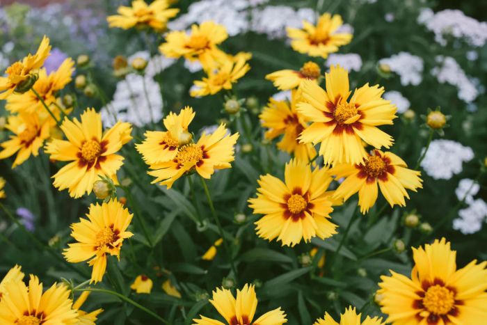 Yellow flowers