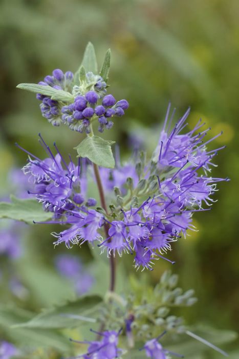 Bluebeard flower
