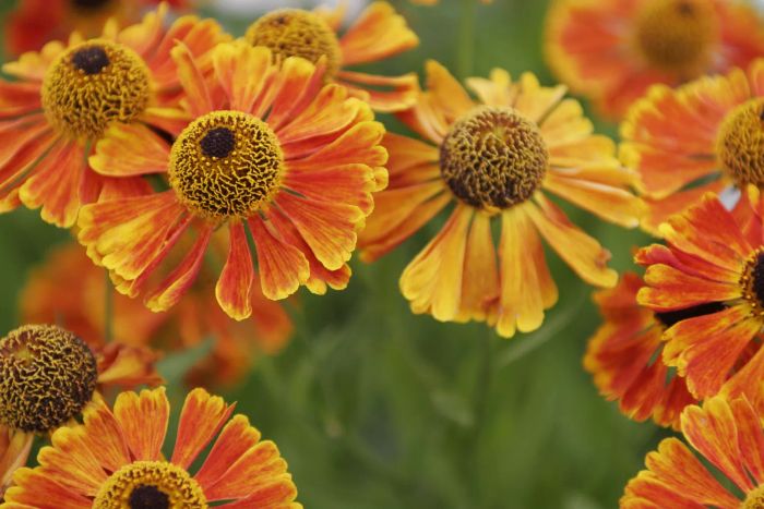 Sneezeweed