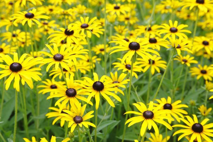 Yellow flowers