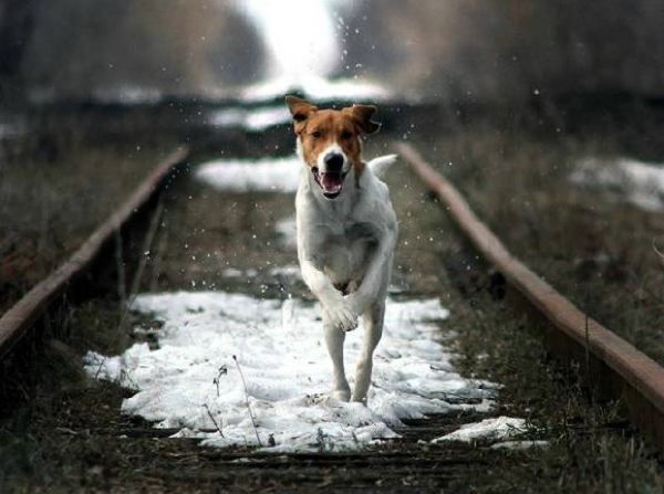 Dog on Tracks