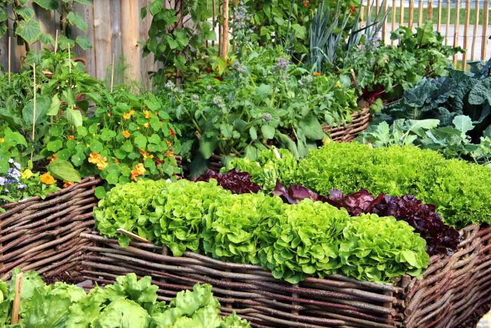 vegetable-filled raised garden beds
