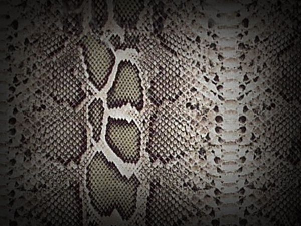 Textures Snake Skin By Loo Lee