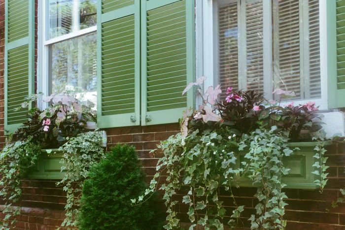 A window box brimming with cascading vines creates a charming and overflowing effect.