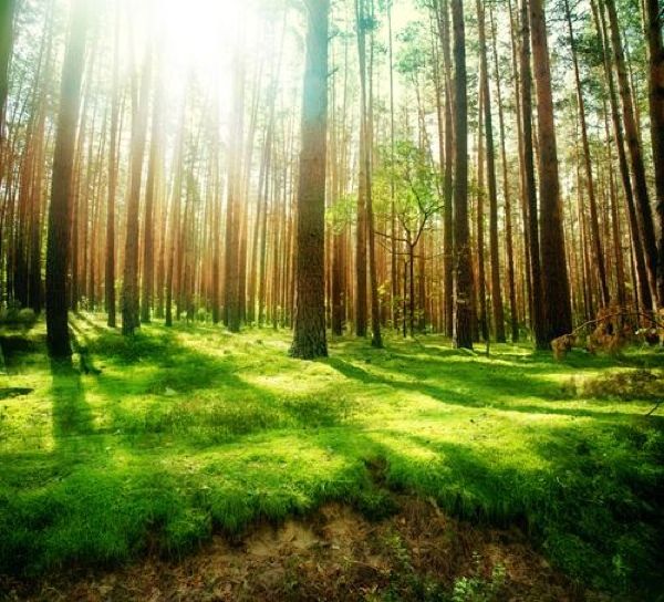 Illegal-Logging