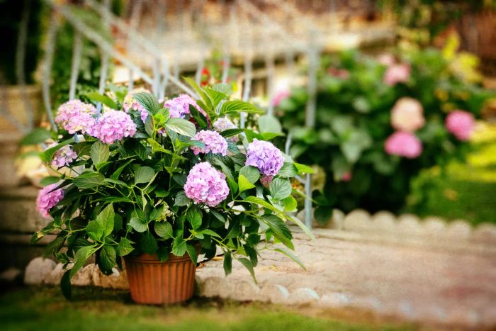 Hydrangea Care in Containers