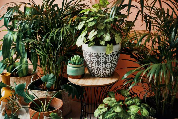 A collection of plants flourishing in decorative containers inside a home