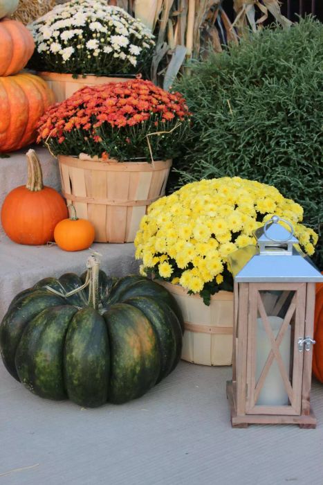 Pumpkins lining the front steps