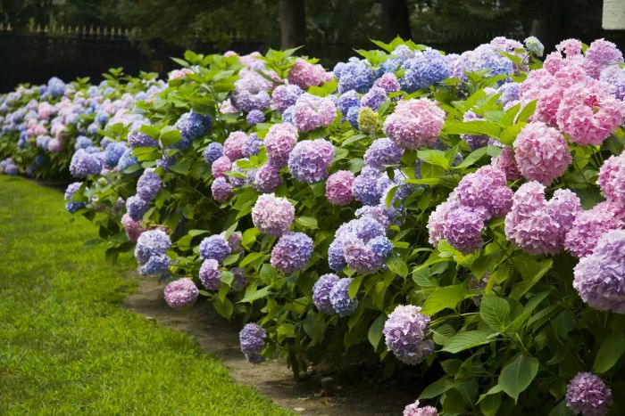 Fluffy pink and purple hydrangea plants
