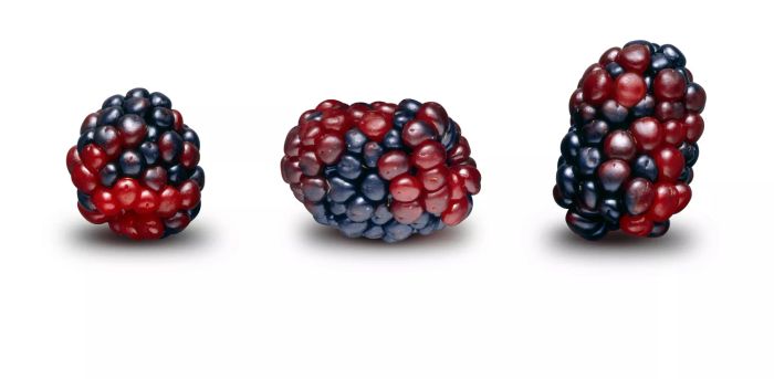 Three boysenberries on a white background