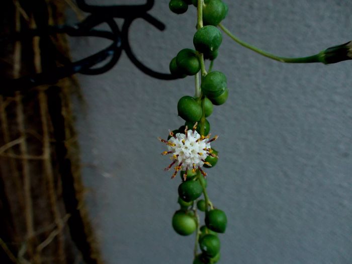 botanical plantae family Asteraceae plant juicy pearl necklace flower - senecio rowleyanus