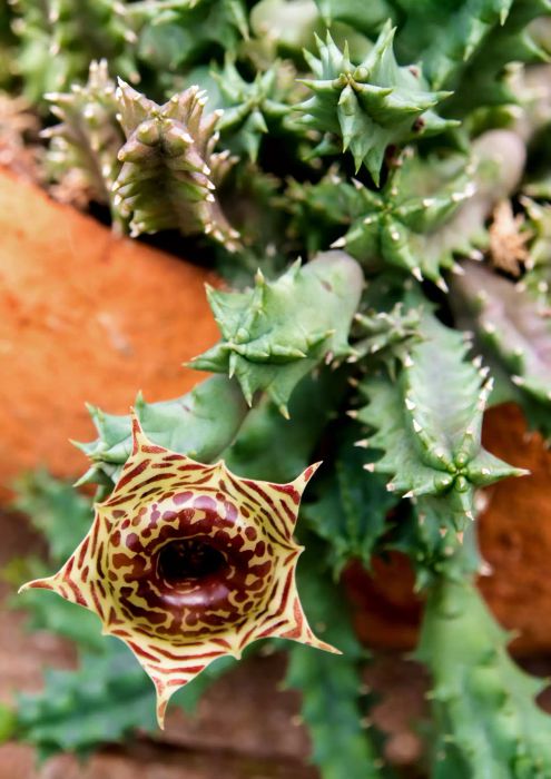 The flower of Huernia zebrina cactus displays a striking brown pattern against a yellow background.