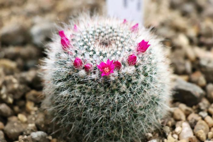 A Mammillaria hahniana in a greenhouse, planted in gravel in Scotland
