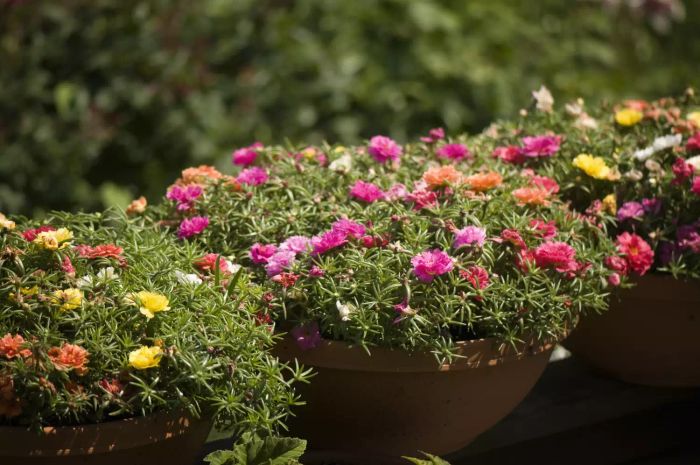 Portulaca grandiflora