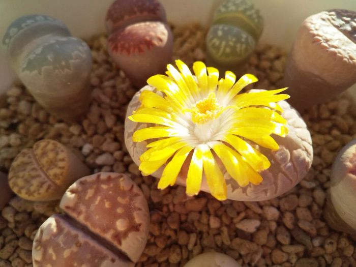 A flowering succulent plant, Lithops Otzeniana, with vibrant yellow blooms. A charming and colorful addition to any collection. Photo.