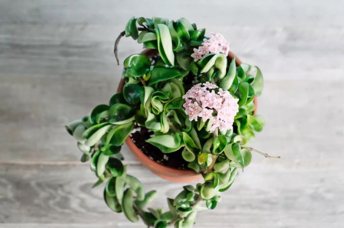 Top view of Hoya Carnosa Compacta flowering in a ceramic pot on a vintage wooden background