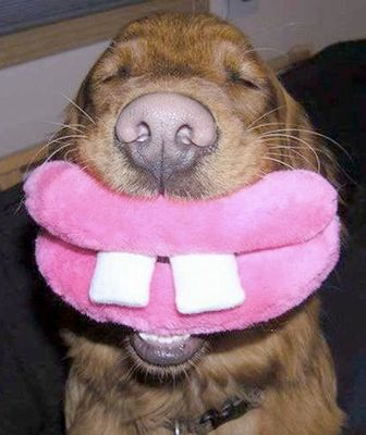 Funny-Dog