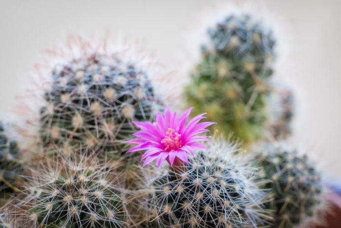 A flowering mammillaria hahniana, subspecies woodsii, commonly referred to as old lady pincushion or birthday cake cactus, displayed in a planter near a window.