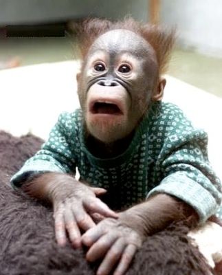 Monkey-1