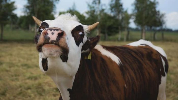 Cows—just like us, in some ways.