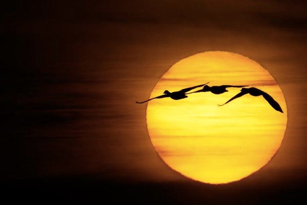 Sun-Huge-W-Three-Snow-Geese--Improved- V5W6852--Bosque-Del-Apache-Nwr,-San-Antonio,-Nm