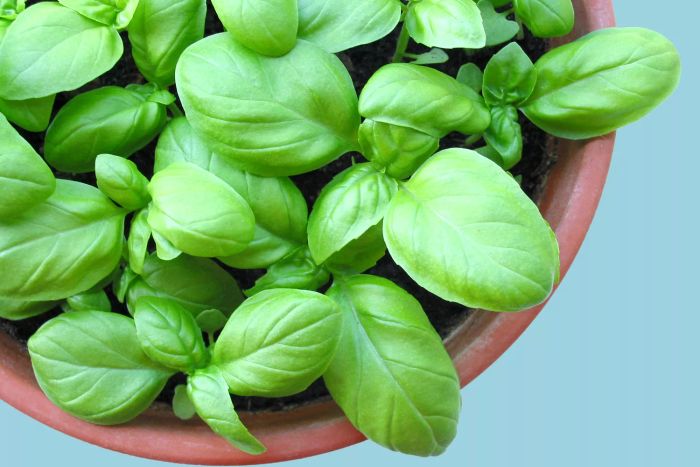 grow-basil-GettyImages-91891259