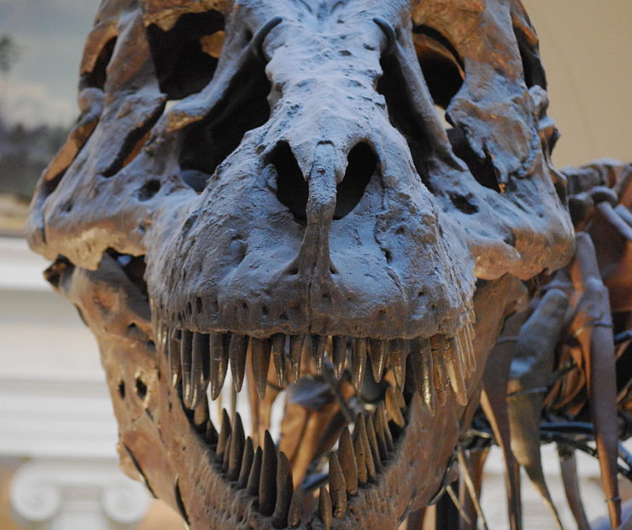 The Skull of a Tyrannosaurus rex