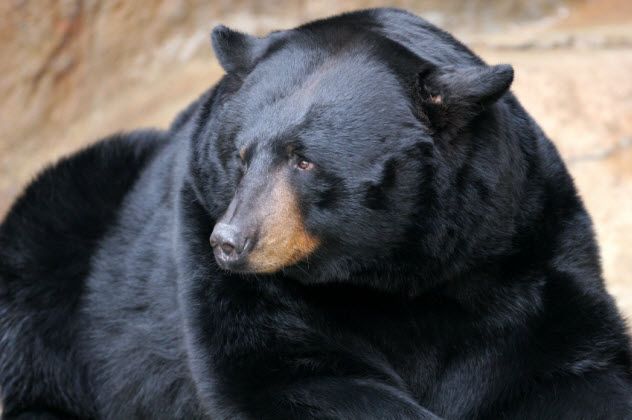 9-black-bear_000002508016_Small