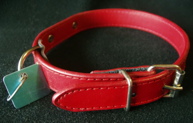 6-dog-collar_000001636559_Small