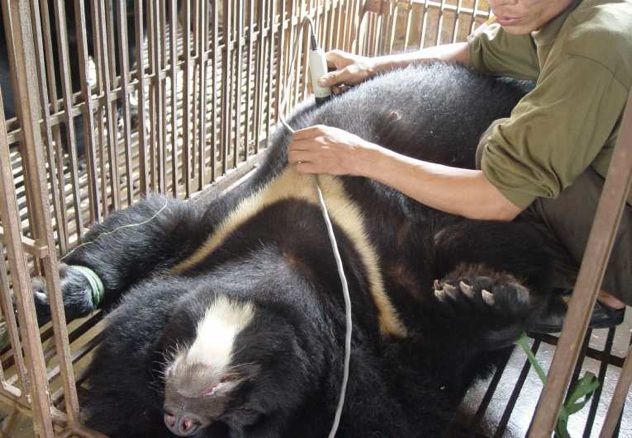 Welcome-Crackdown-Illegal-Bear-Trade-Bear-Bile 223