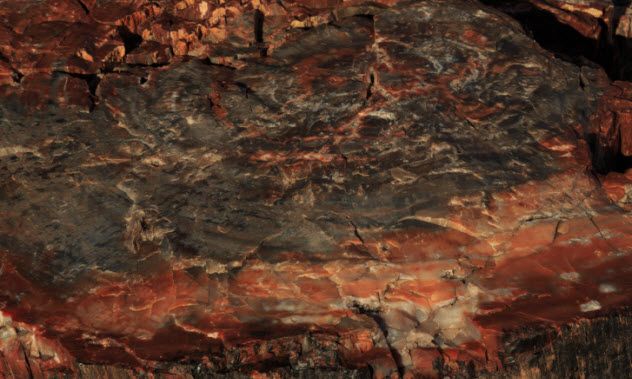 3-petrified-wood-478138254