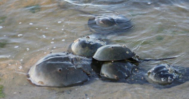 7-horseshoe-crabs-476284325