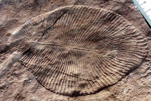 9-cambrian-explosion