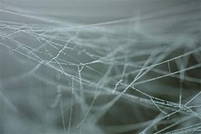 spider silk