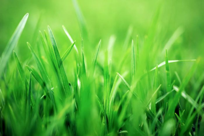 best-time-to-plant-grass-seed-Mytour-GettyImages-520320076