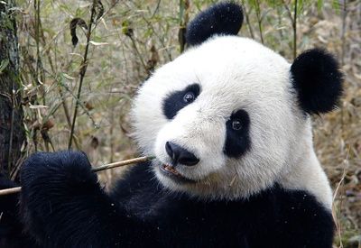 Panda0106