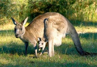 Gray Kangaroo