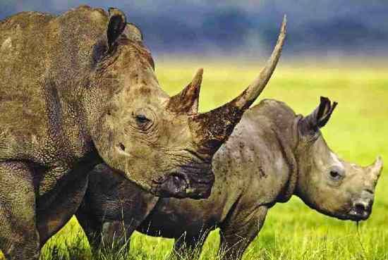 Rhinoceros White Rhino and Baby