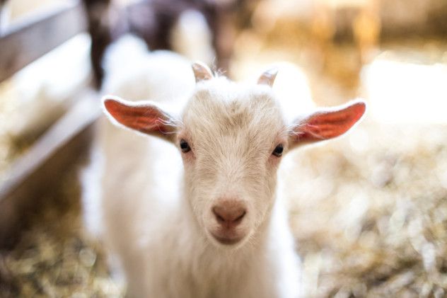 goat