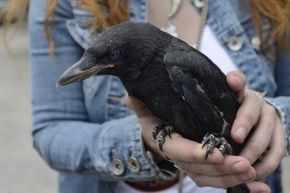 Imagine a person holding a crow.