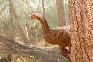 Amnh28Caudi